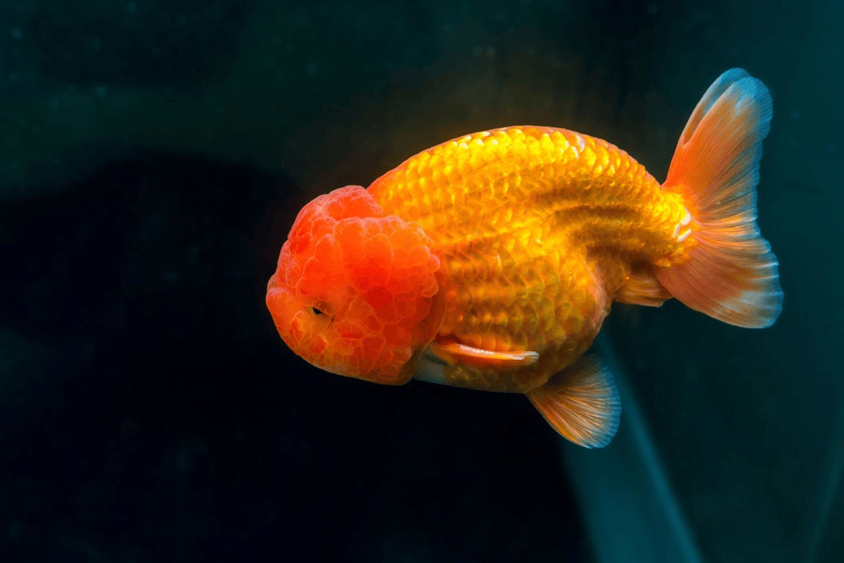 Muwa Ranchu Premium Ranchu Goldfish - FISH HUT AQUA AND PET SUPPLIES