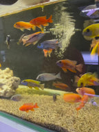 African Cichlids - Peacocks