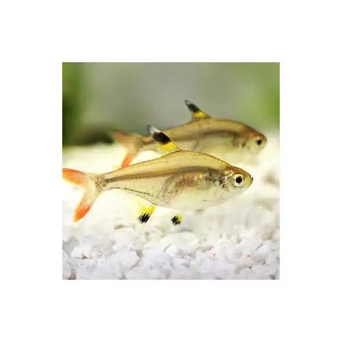 Pristella Tetra (Buy 5 Get 1 Free)