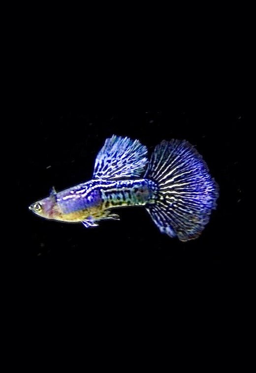 PURPLE DRAGON GUPPY BREEDING PAIR - FISH HUT AQUA AND PET SUPPLIES - #location#