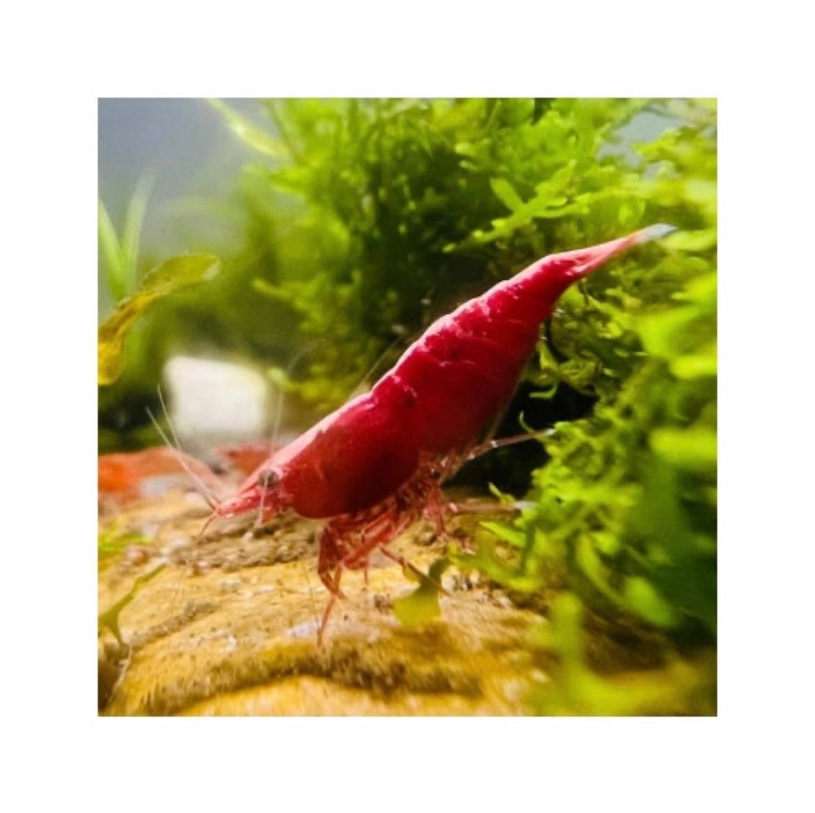 RED CHERRY SHRIMP MEDIUM GRADE - FISH HUT AQUA AND PET SUPPLIES - #location# Main image