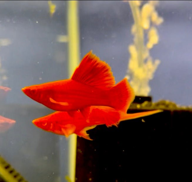 RED FIRECRACKER SWORDTAIL - FISH HUT AQUA AND PET SUPPLIES - #location# Main image
