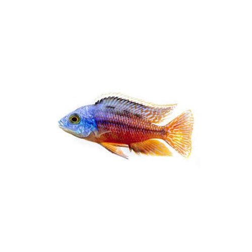RED IMPRESS CICHLIDS - FISH HUT AQUA AND PET SUPPLIES - #location# Main image
