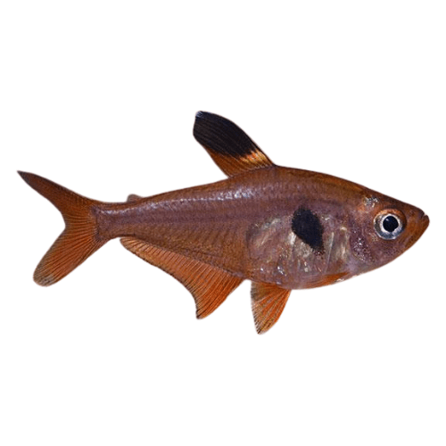 RED PHANTOM TETRA - FISH HUT AQUA AND PET SUPPLIES - #location#
