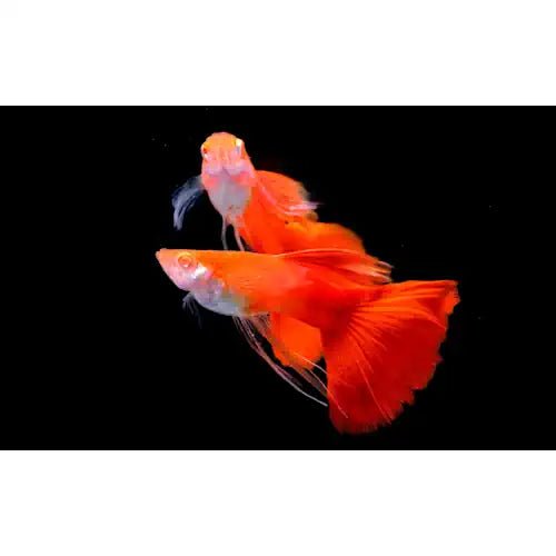 Red Ribbon Guppy - Assorted Sex - FISH HUT AQUA AND PET SUPPLIES - #location#