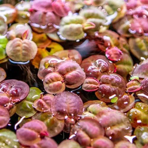 RED ROOT FLOATERS - FISH HUT AQUA AND PET SUPPLIES - #location# Main image