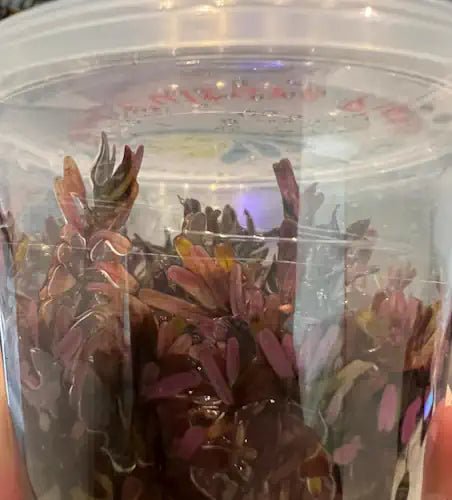 Rotala BloodII (Blood Red) - FISH HUT AQUA AND PET SUPPLIES - #location#