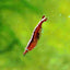 SHRIMPS CHAMELLEON - FISH HUT AQUA AND PET SUPPLIES - #location#