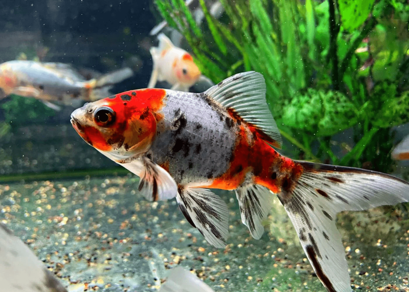 Shubunkins Red &amp; White 10+cm – Vibrant and Hardy Goldfish - FISH HUT AQUA AND PET SUPPLIES - #location#