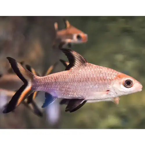 Siver Shark (Bala Shark) - FISH HUT AQUA AND PET SUPPLIES - #location#