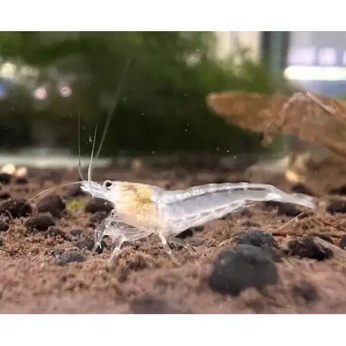 Snow Ball Shrimp - High Grades - FISH HUT AQUA AND PET SUPPLIES - #location# Main image