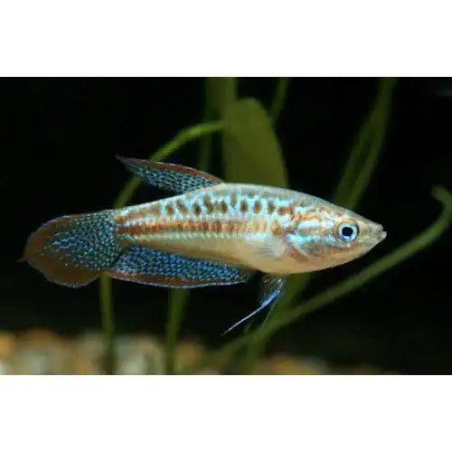 SPARKLING GOURAMI - FISH HUT AQUA AND PET SUPPLIES - #location# Main image