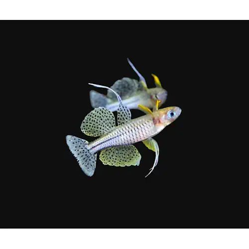 Spotted Blue Eyes Rainbow - FISH HUT AQUA AND PET SUPPLIES - #location#