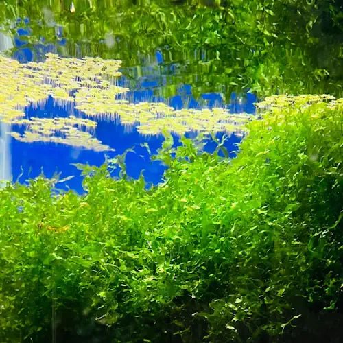 Subwassertang Moss - Handfull - FISH HUT AQUA AND PET SUPPLIES - #location#