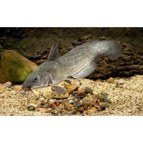 TANDANUS CATFISH - EEL TAIL CATFISH - AUSTRALIAN NATIVE FISH - FISH HUT AQUA AND PET SUPPLIES - #location# Main image