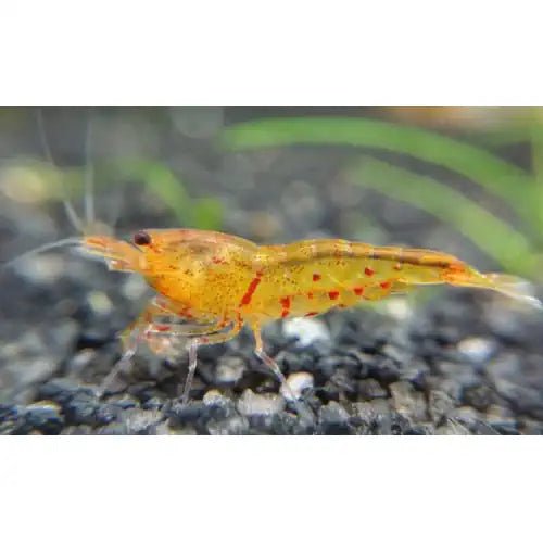 Tangerine Tiger Shrimp - High Grade - FISH HUT AQUA AND PET SUPPLIES - #location# Main image