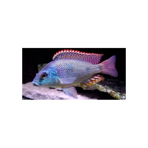 TETRASTIGMA CICHLIDS - FISH HUT AQUA AND PET SUPPLIES - #location# Main image