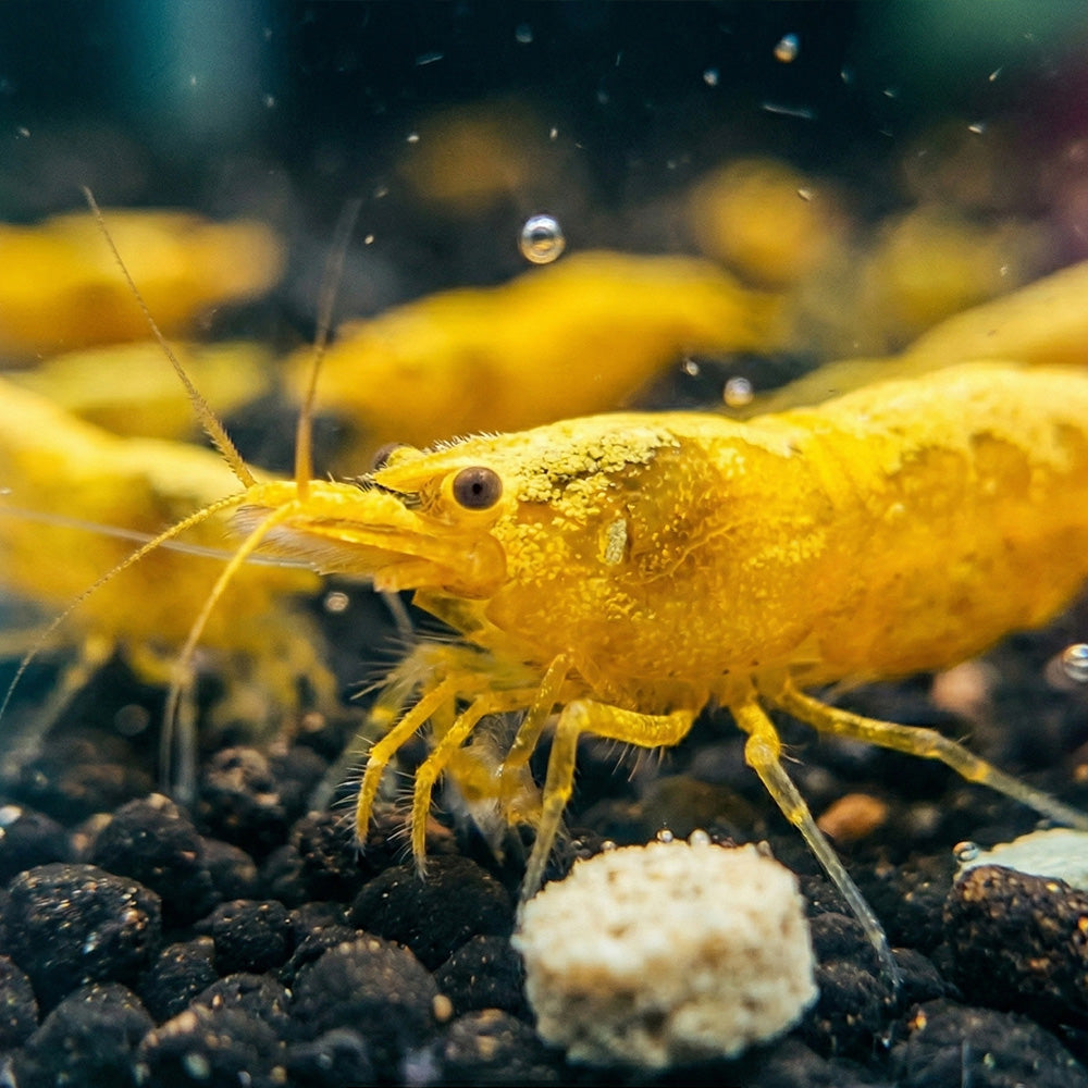 Goldback Yellow Neocaridina Shrimp Secondary image