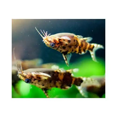 Upside Down Catfish - FISH HUT AQUA AND PET SUPPLIES - #location#