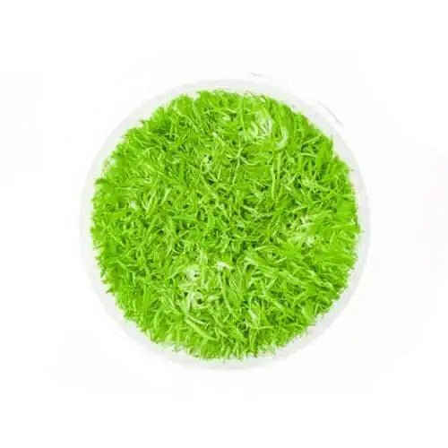 Utricularia Graminifolia (UG Carpet) - FISH HUT AQUA AND PET SUPPLIES - #location# Main image