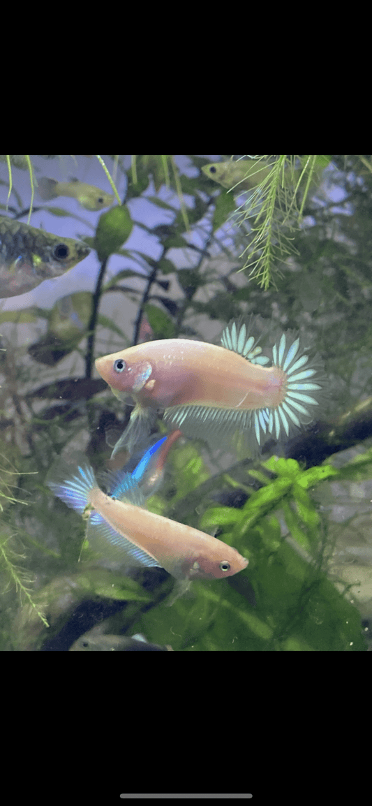 Vampire Cross Betta - Both Male And Female - Assorted Colors - FISH HUT AQUA AND PET SUPPLIES - #location#