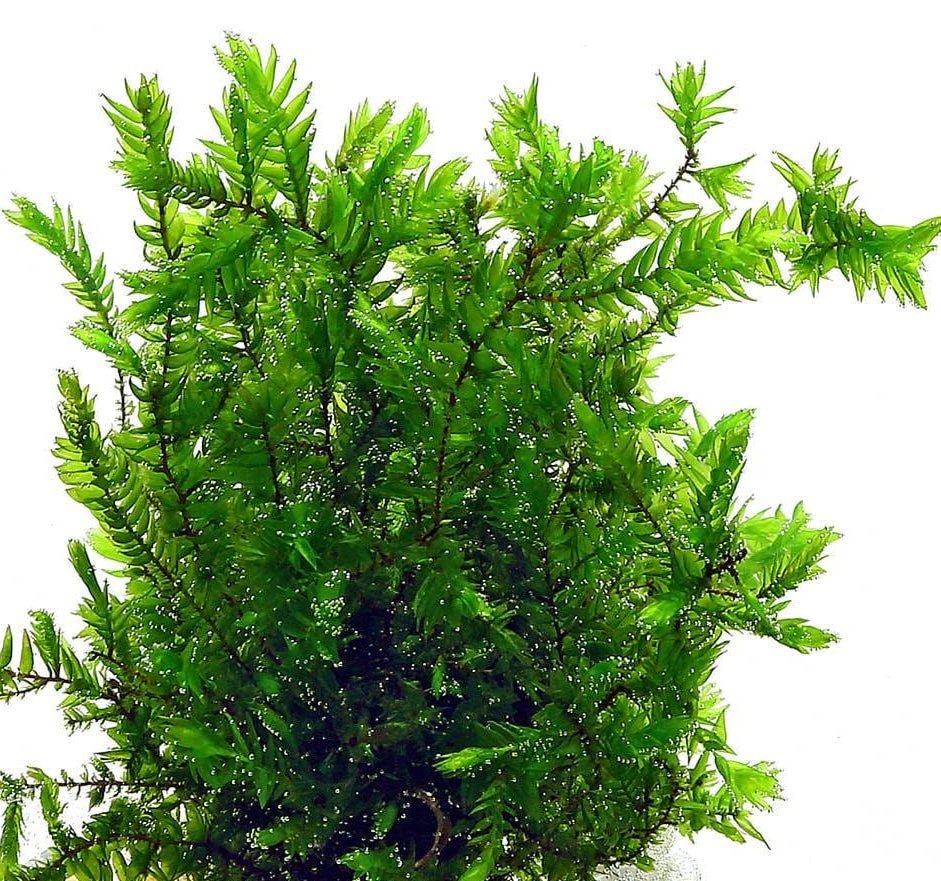 Willow Moss - FISH HUT AQUA AND PET SUPPLIES - #location#