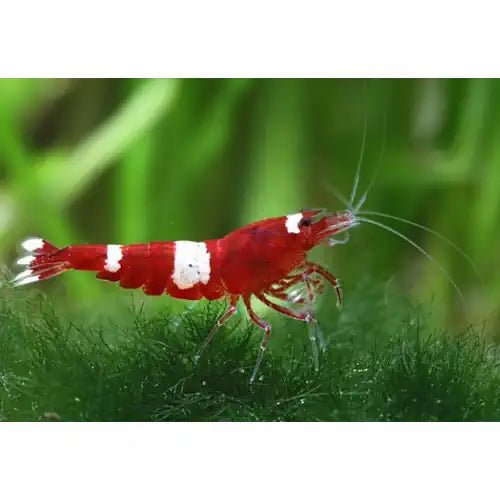 Wine Red Shrimp - FISH HUT AQUA AND PET SUPPLIES - #location# Main image