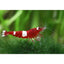 Wine Red Shrimp - FISH HUT AQUA AND PET SUPPLIES - #location#