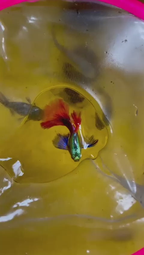 Platinum Red Tail Dumbo Guppy Pairs
