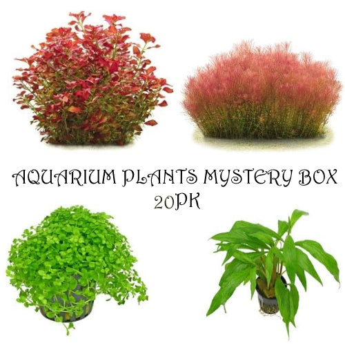 Aquarium Plant Mystery Box - 20PK Submersed Plants - FISH HUT AQUA AND PET SUPPLIES