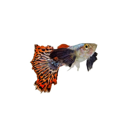 GUPPY - ASSORTED - FISH HUT AQUA AND PET SUPPLIES