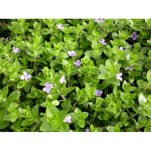 BACOPA SP JAPAN - BUNCH - FISH HUT AQUA AND PET SUPPLIES