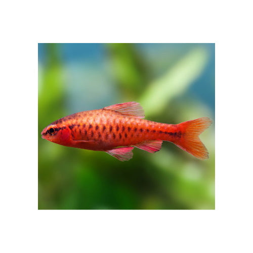 RED CHERRY BARBS - FISH HUT AQUA AND PET SUPPLIES