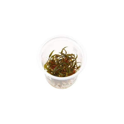 Cryptocoryne Axelrodi - Tissue Culture - FISH HUT AQUA AND PET SUPPLIES