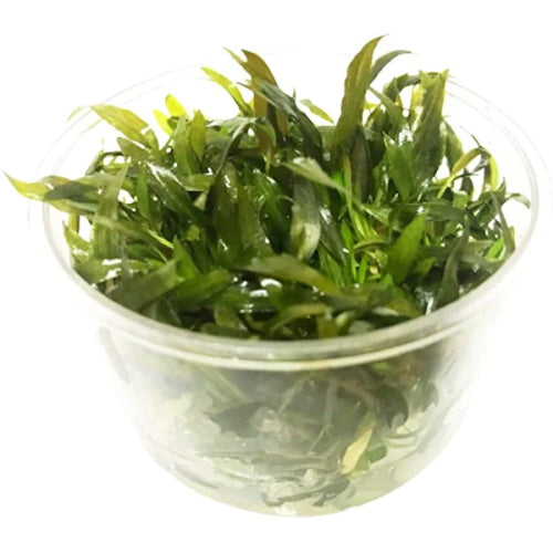 Cryptocoryne Tropica - Tissue Culture - FISH HUT AQUA AND PET SUPPLIES