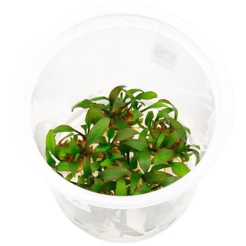 CRYPTOCORYNE Mix Large - FISH HUT AQUA AND PET SUPPLIES