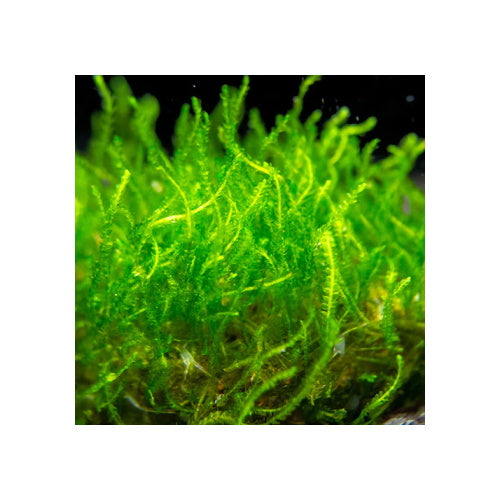 FLAME MOSS - FISH HUT AQUA AND PET SUPPLIES