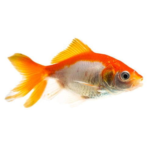 GOLDFISH - FANTAIL - FISH HUT AQUA AND PET SUPPLIES