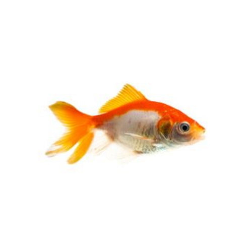 GOLDFISH - FANTAIL - FISH HUT AQUA AND PET SUPPLIES