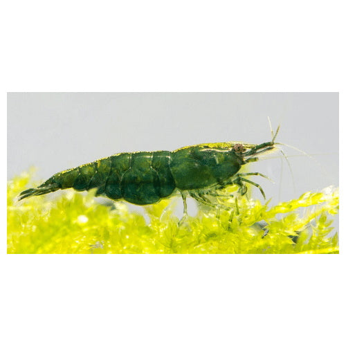 SHRIMPS GREEN JADE - HIGH GRADE - FISH HUT AQUA AND PET SUPPLIES