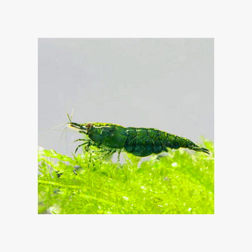 SHRIMPS GREEN JADE - HIGH GRADE - FISH HUT AQUA AND PET SUPPLIES