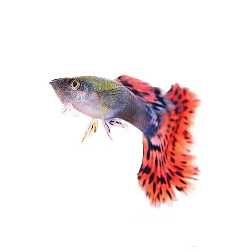 Assorted Cobra Guppy - Male - FISH HUT AQUA AND PET SUPPLIES