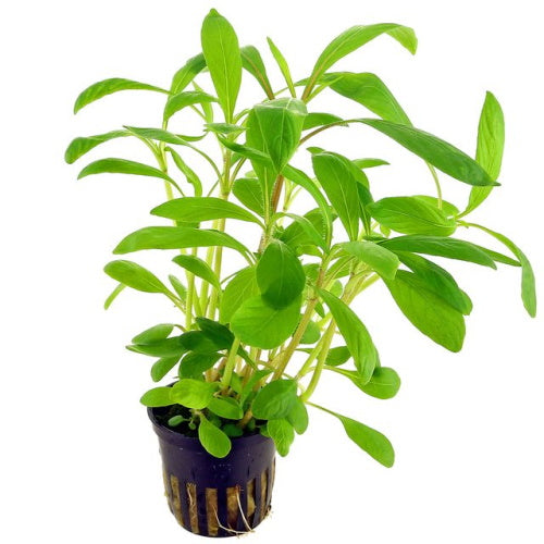 HYGROPHILA COSTATA - FISH HUT AQUA AND PET SUPPLIES