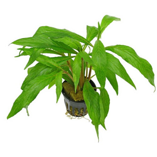 HYGROPHILA SALICIFOLIA WILLOW LEAF - FISH HUT AQUA AND PET SUPPLIES