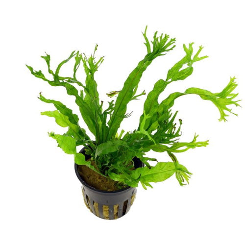 WINDELOV JAVA FERN - FISH HUT AQUA AND PET SUPPLIES