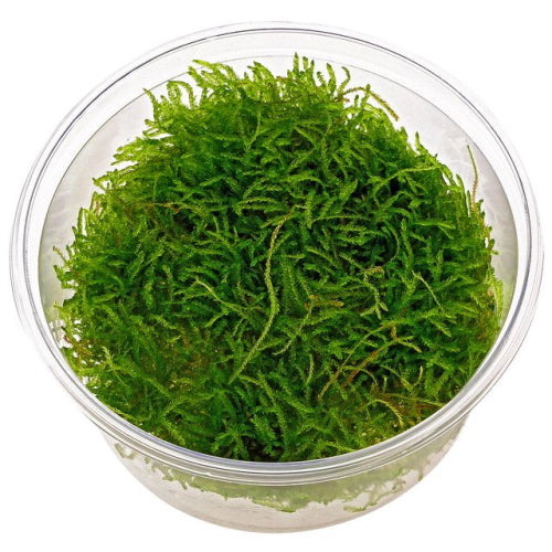 Java Moss - FISH HUT AQUA AND PET SUPPLIES