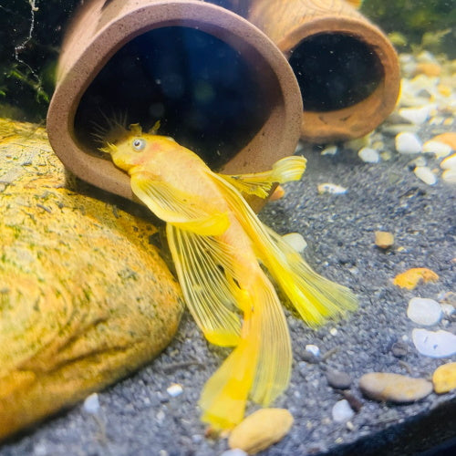 Lemon Blue Eye Longfin Bristlenose (L144) - FISH HUT AQUA AND PET SUPPLIES