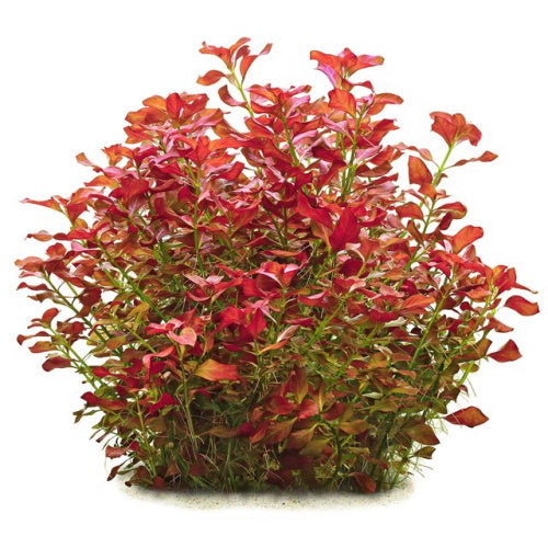 LUDWIGIA REPENS RUBY - FISH HUT AQUA AND PET SUPPLIES