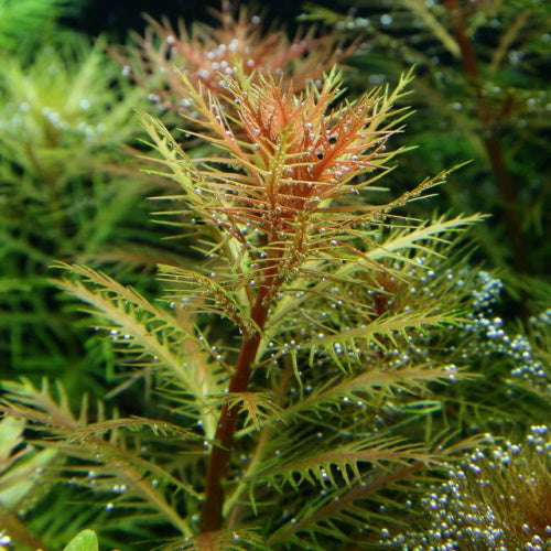 PROSERPINACA PALUSTRIS MERMAID WEED - FISH HUT AQUA AND PET SUPPLIES