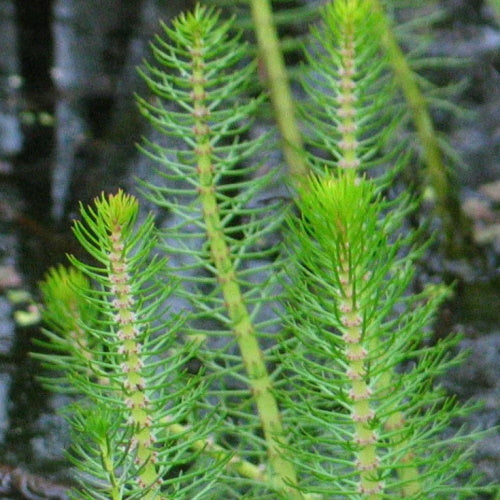 BRONZE MILFOIL - FISH HUT AQUA AND PET SUPPLIES